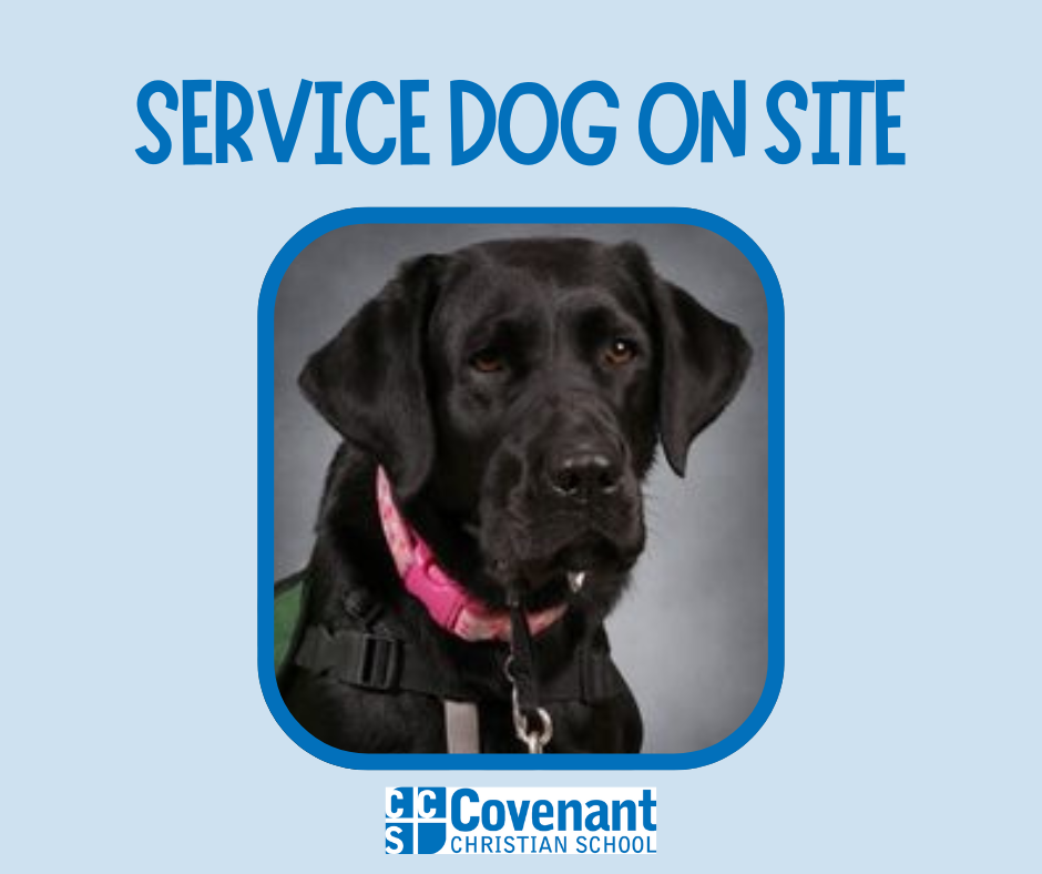 Beige And Yellow Playful Dogs Rescue Facebook Post 2 