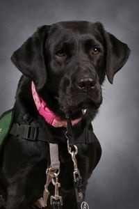 servicedog